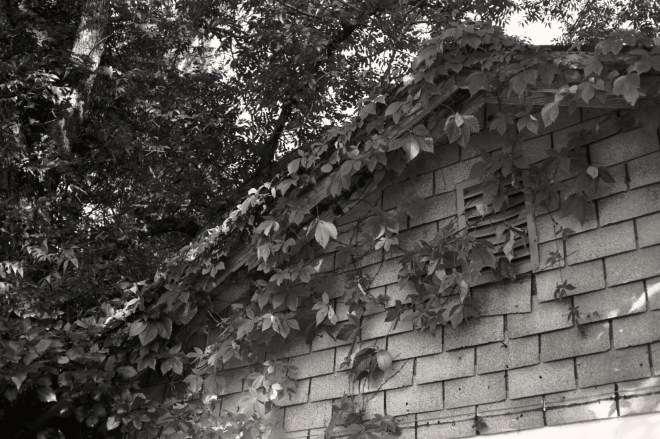 Camera: Yashica 35GSN; Film: Kentmere 100