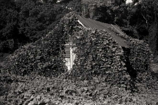 Camera: Yashica 35GSN; Film: Kentmere 100