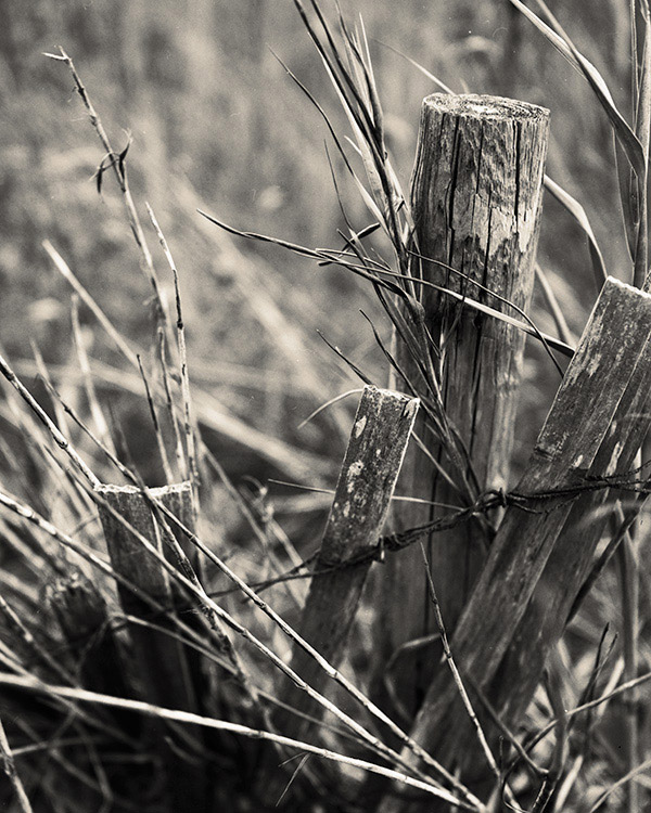 Fence on the Dunes, North Myrtle Beach, South Carolina. (Ilford Delta 100, D-76 1:1)